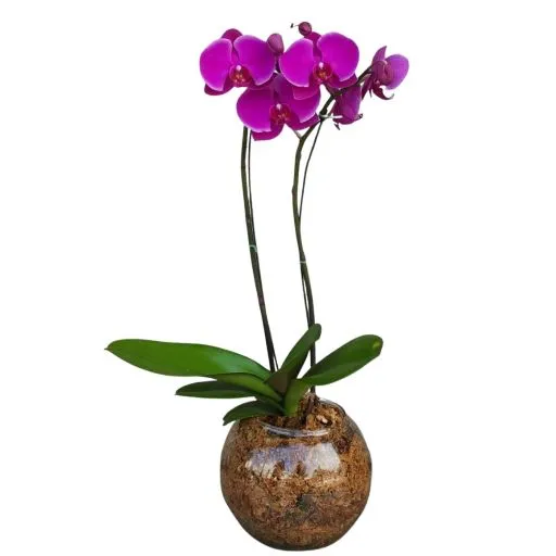 Orquidea violeta